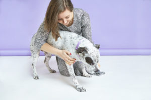Dog Dandruff: Causes, Prevention and Treatment