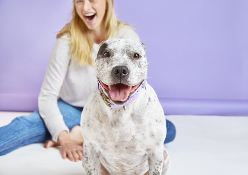 Melatonin for Dogs Usage Safety and Interactions