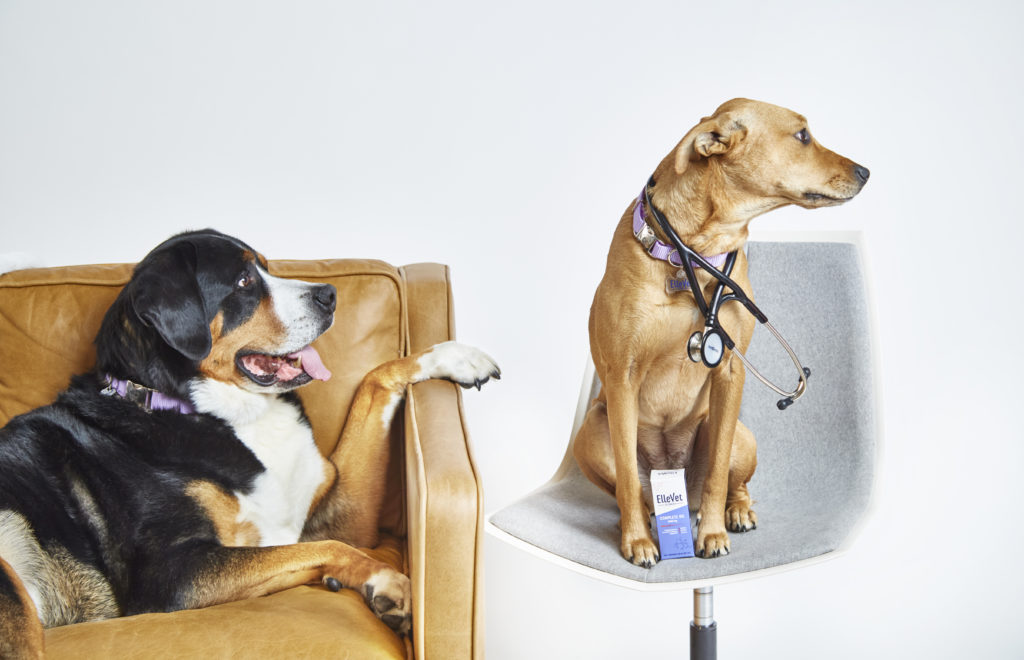 Dogs in Waiting Room