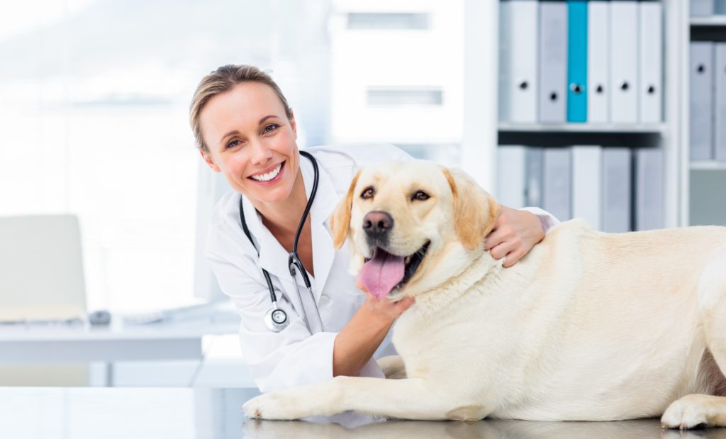 ElleVet Veterinarian with Dog