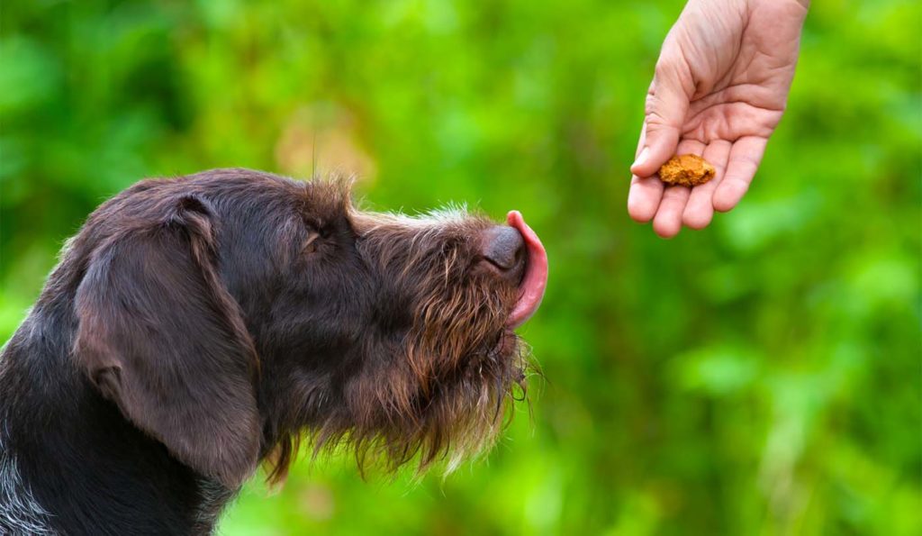 Dog Eating Treat