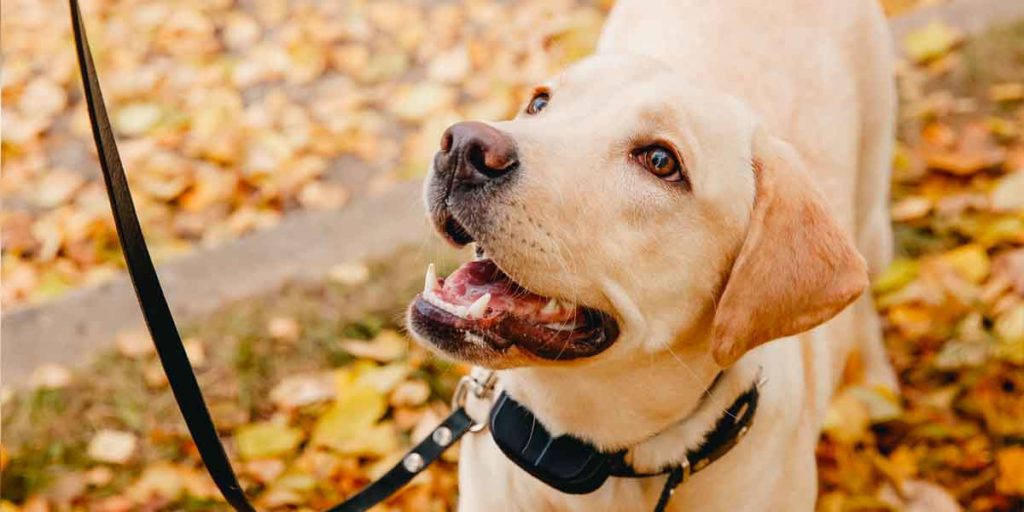 Friendly collar dog