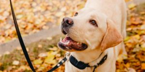 Dog E-Collar: Effective Or Outdated?