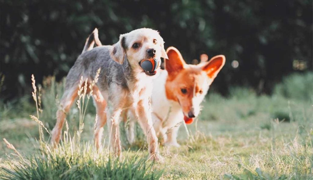 Two dogs playing in a field