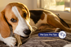 Natural Ways to Calm Your Dog