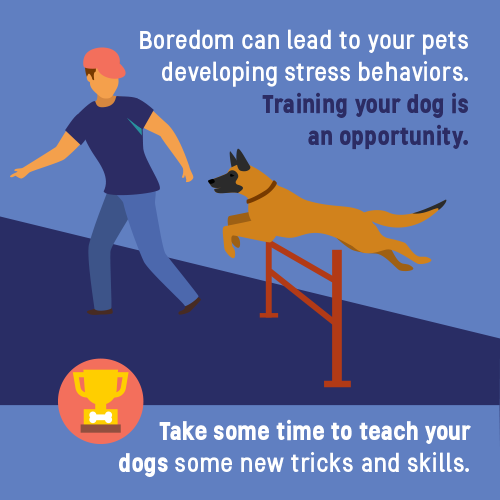 Training dogs