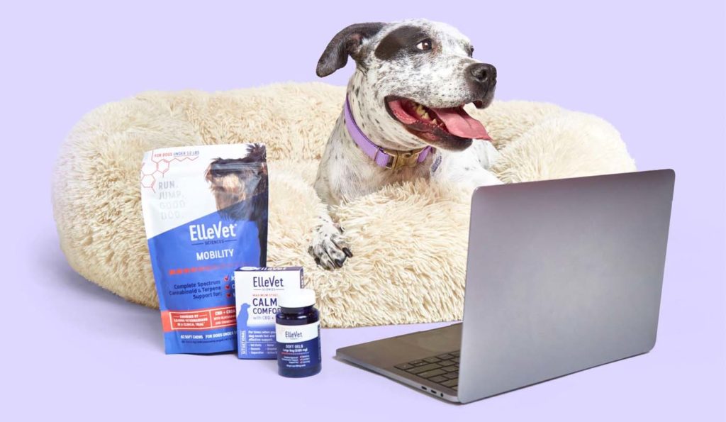 Dog On Computer 1