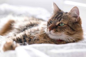 Benadryl for Cats: Safety, Proper Dosage, and Side Effects