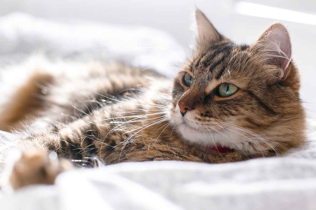 Benadryl to calm sales cats