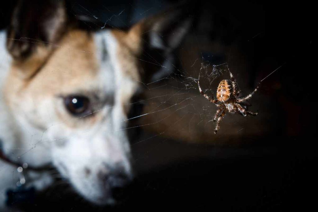 Dog Looking at Spider