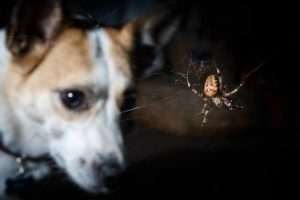 Your Guide to Spider Bites on Dogs