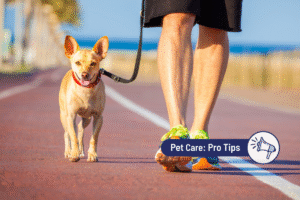 Summer Activities with Your Dog: Keeping Them Active & Comfortable