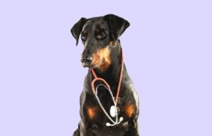 Runny Eyes in Dogs: Causes and When to Worry
