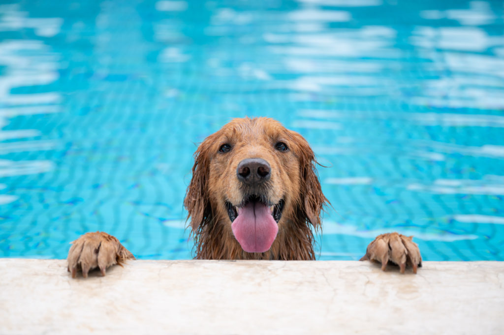 Olympic Dock Dog