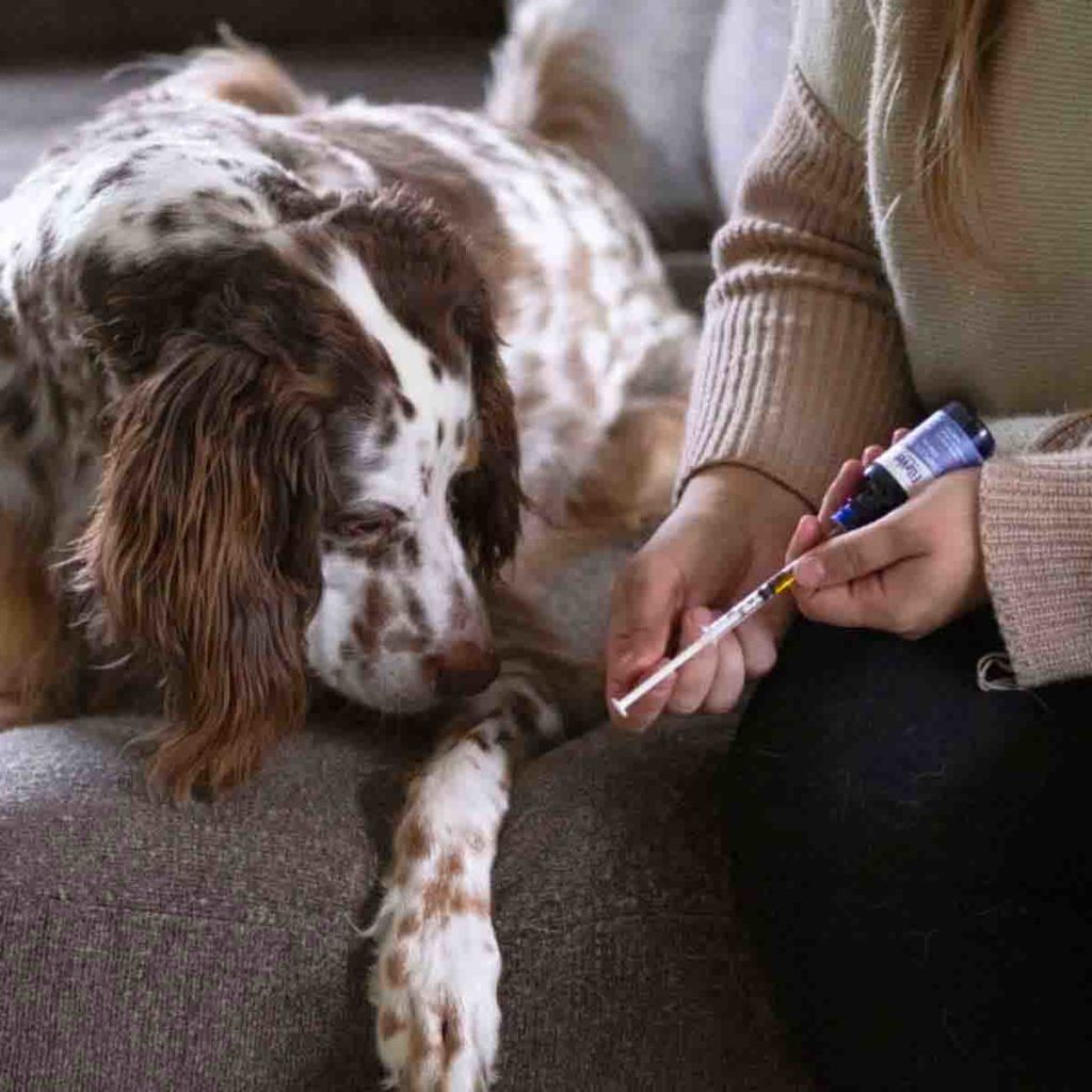 CBD Oil for Dogs Spaniel