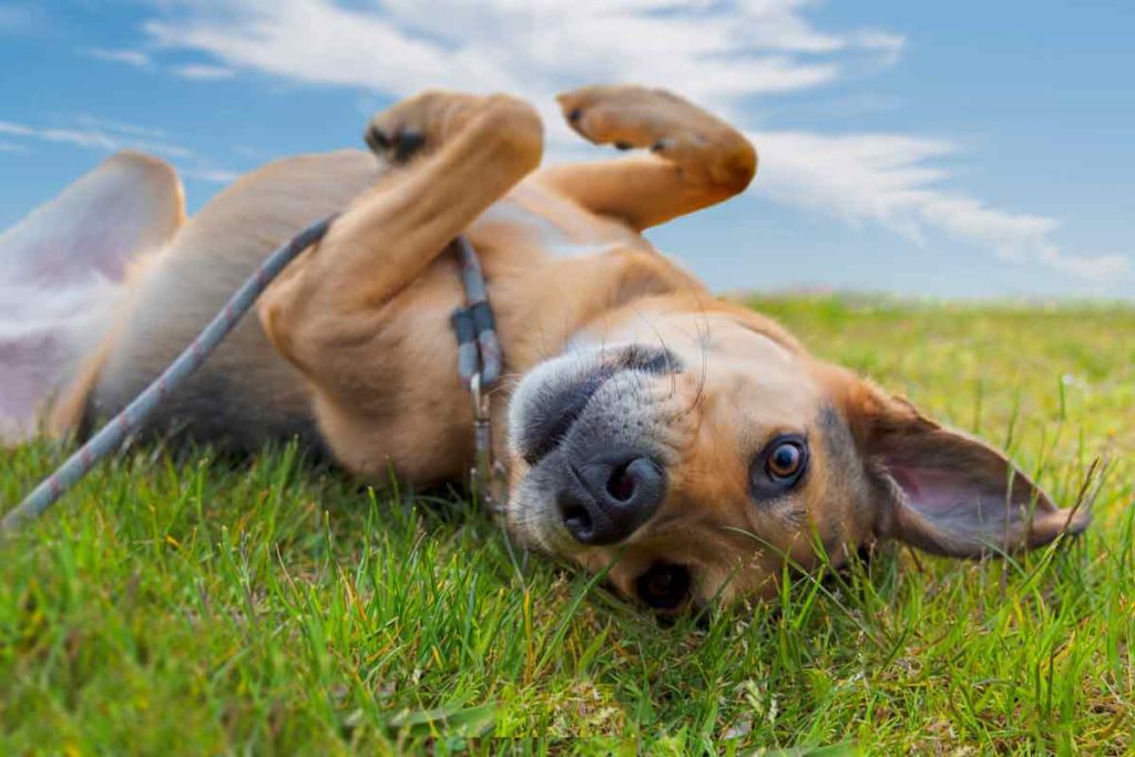 Dog rolls on back in grass