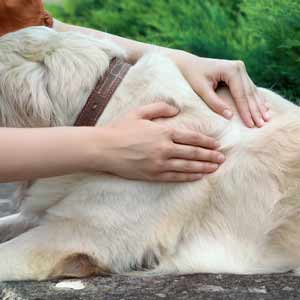 Dog owner checks Golden Retriever for ticks