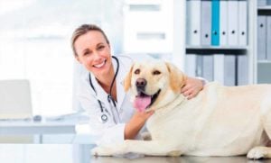 A Promising Study on the Impact of CBD on Canine Cancer