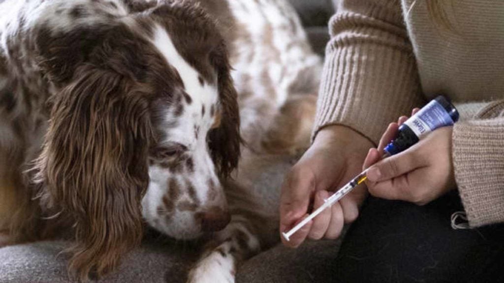 Dog With Syringe for Ellevet
