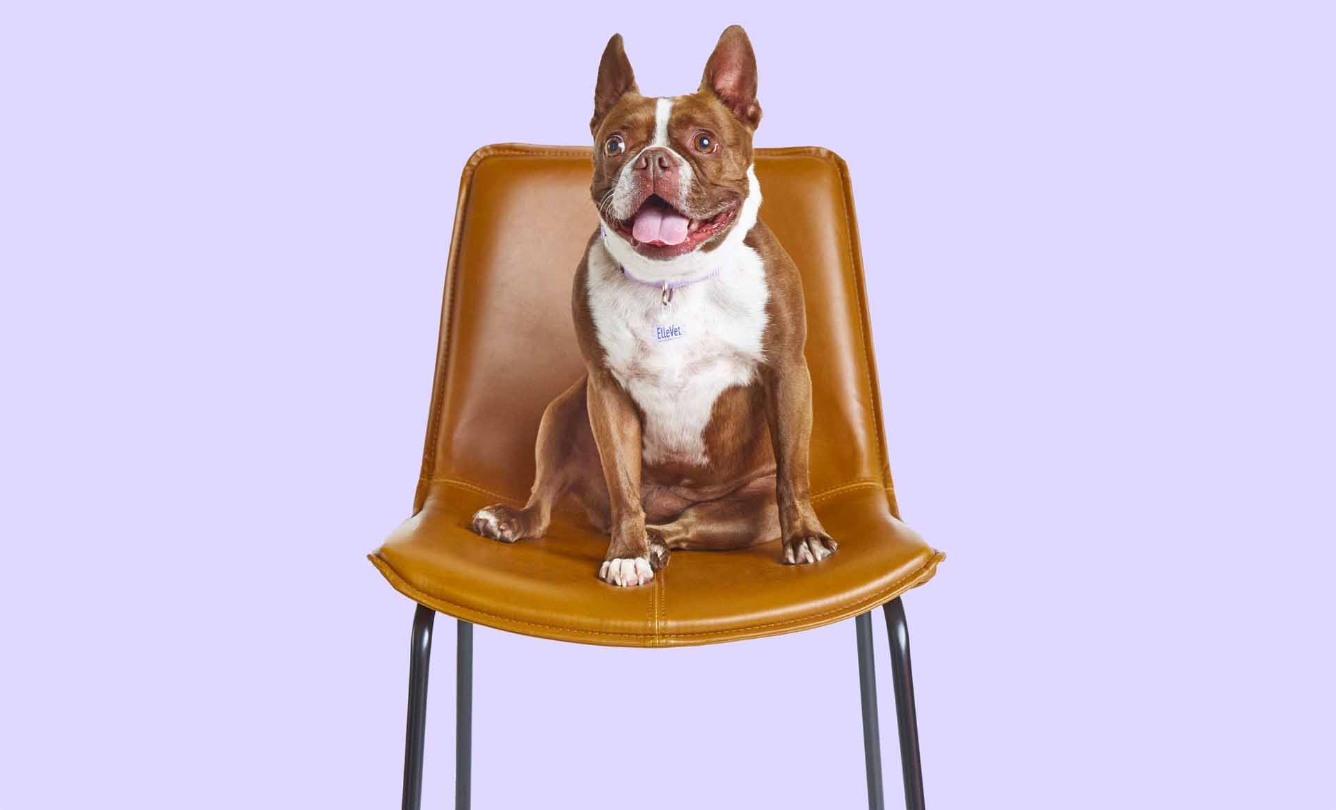 dog on chair