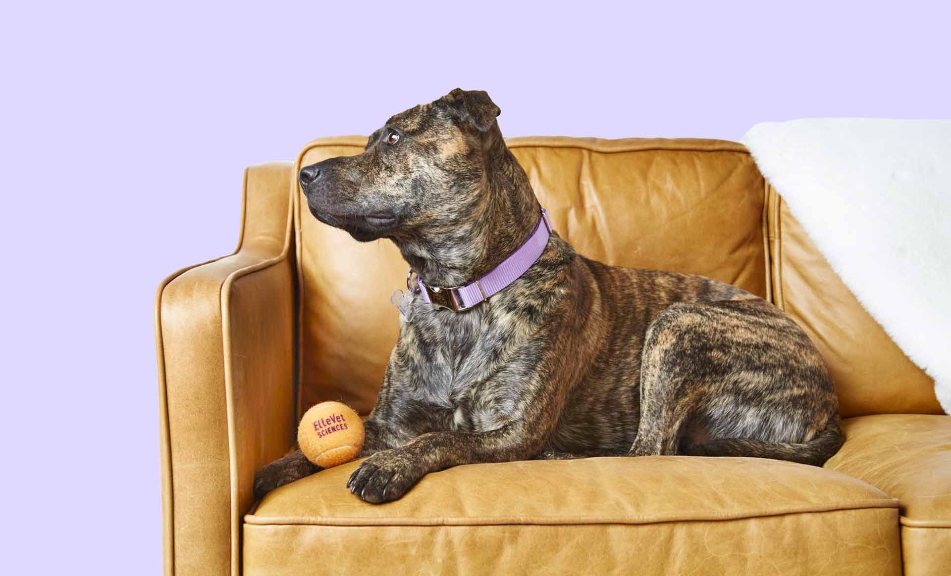 Dog on Couch with Ball