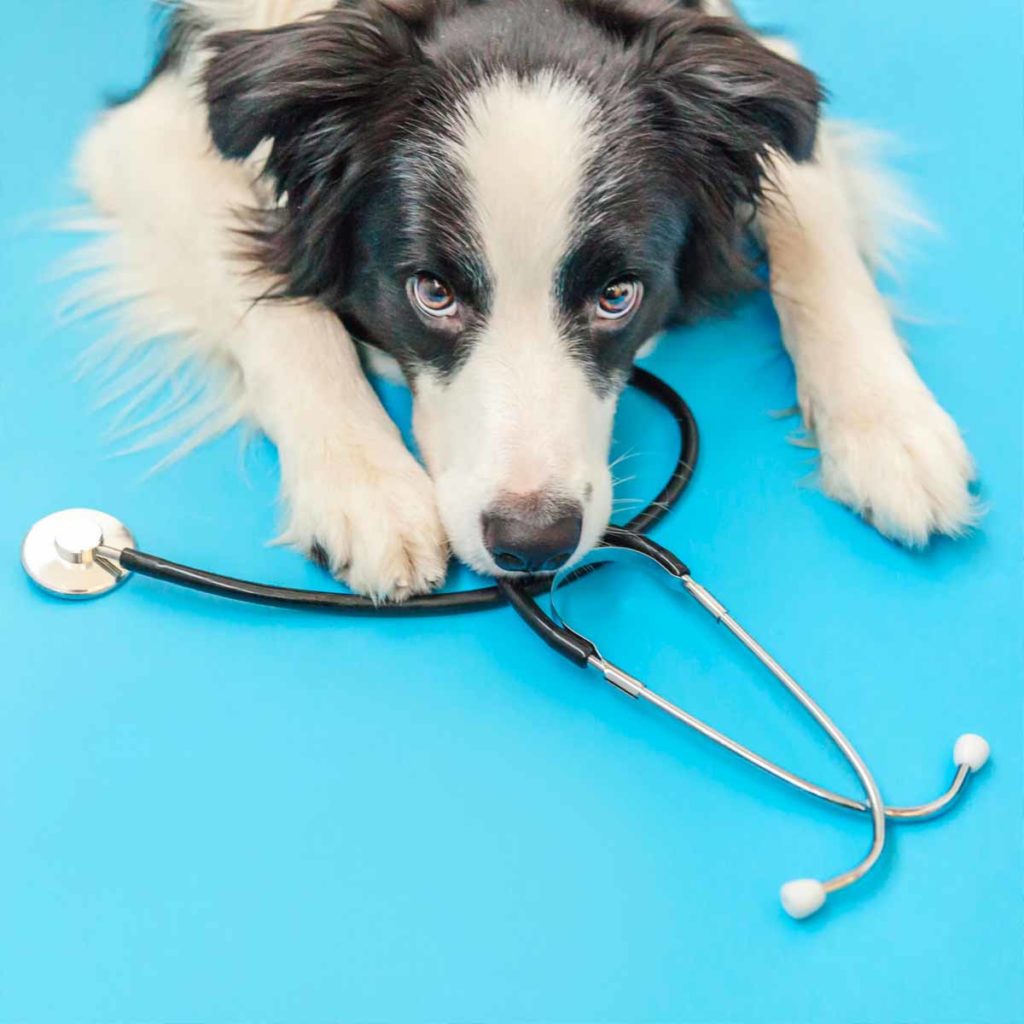 Dog With Stethoscope