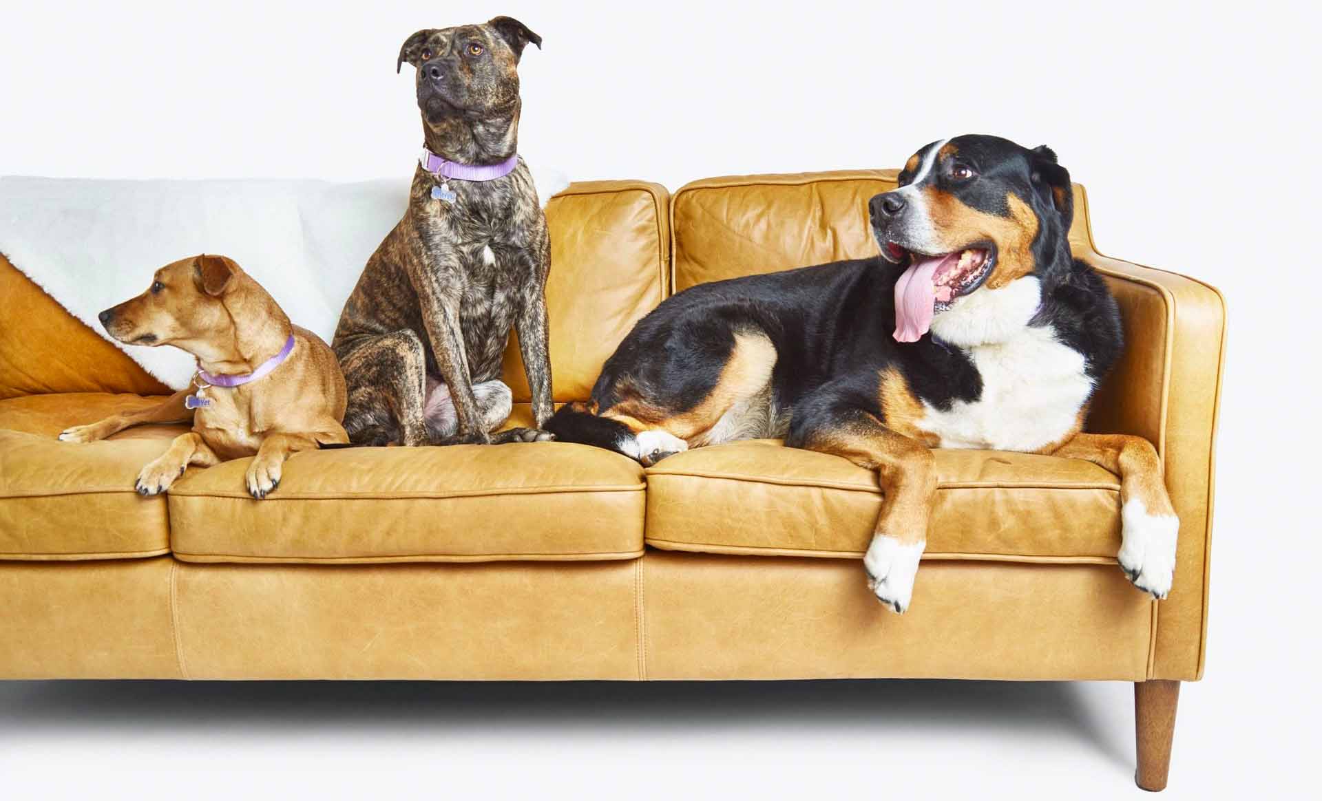 Dogs on Couch