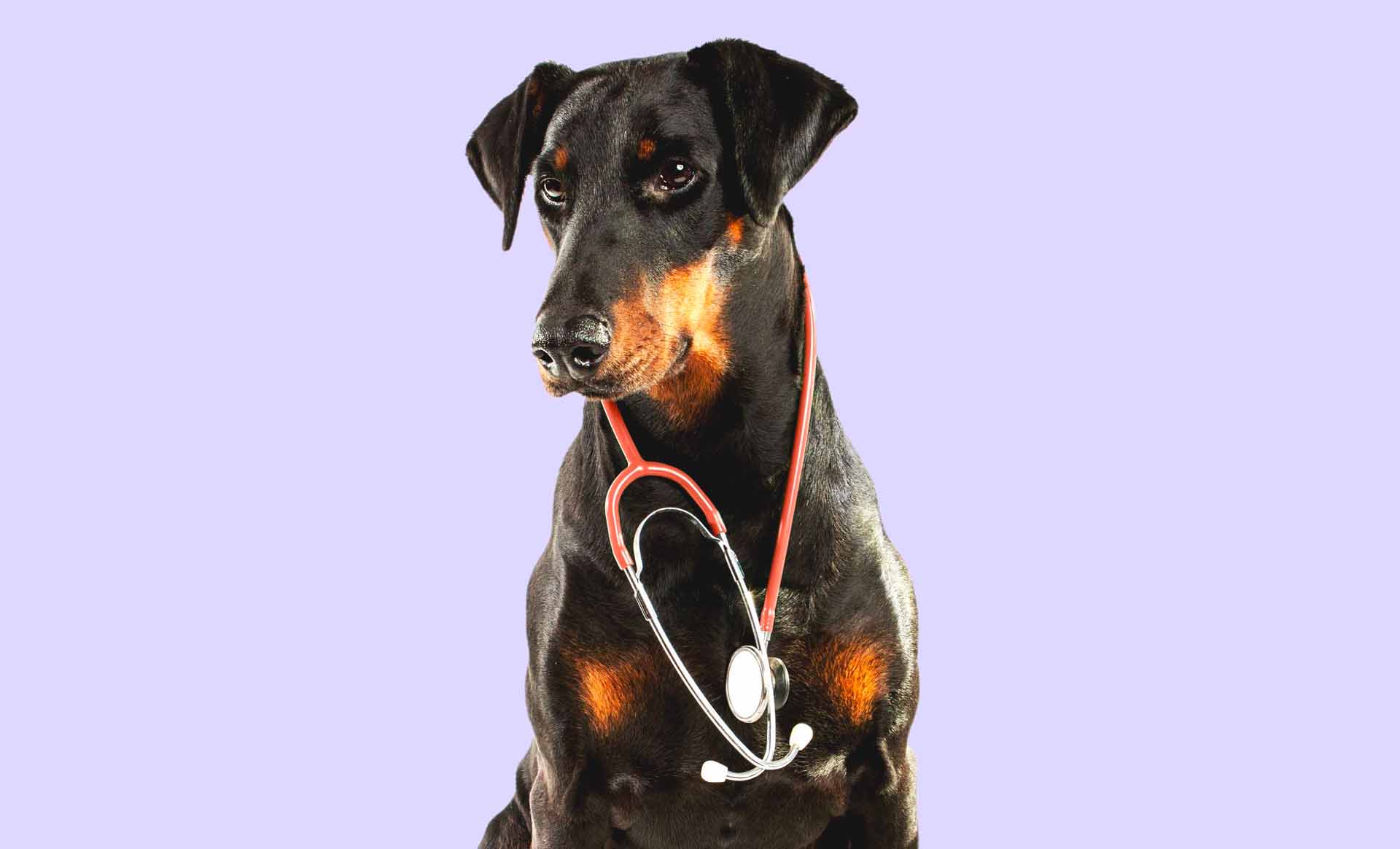 Dog With Stethoscope