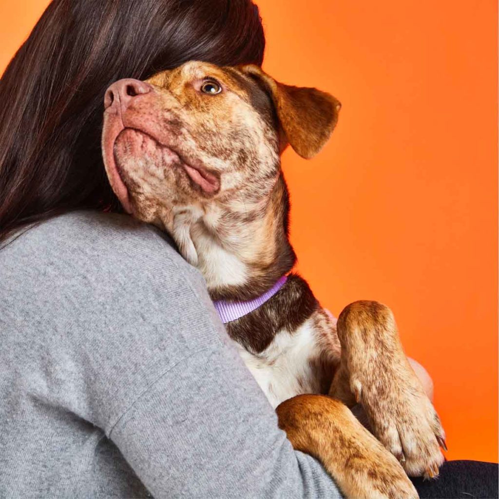 dog on arms of person with orange background