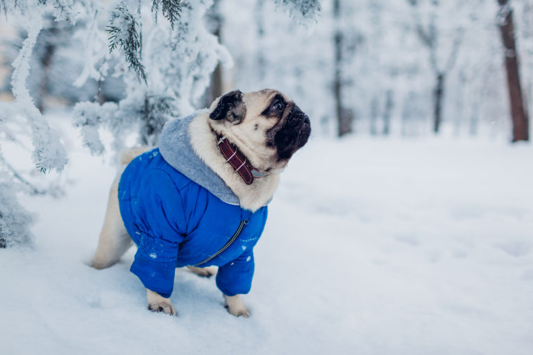 What Temperature is Too Cold for Dogs? How Cold is Too Cold?