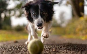 a hyper dog chases after a ball