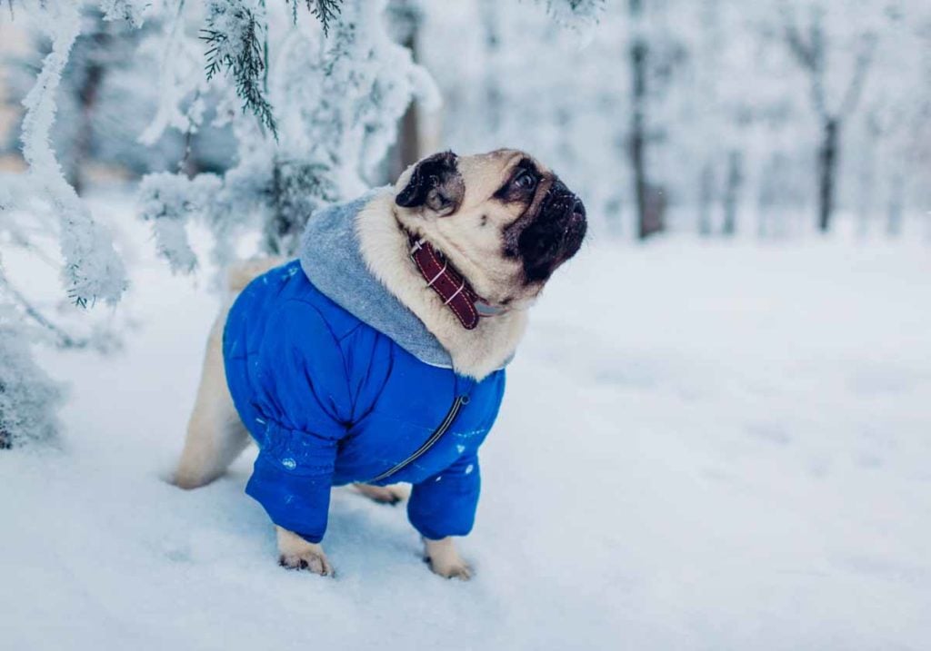 Dog in Blue Coat