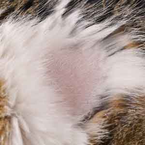 Why Is My Cat Losing Hair? Cat Hair Loss Explained | ElleVet Sciences
