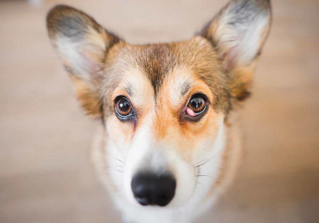 Dog with pink red cherry eye in inner eye corner