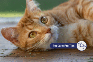 Why Your Cat Goes Crazy for Catnip—And Why Some Don’t Care