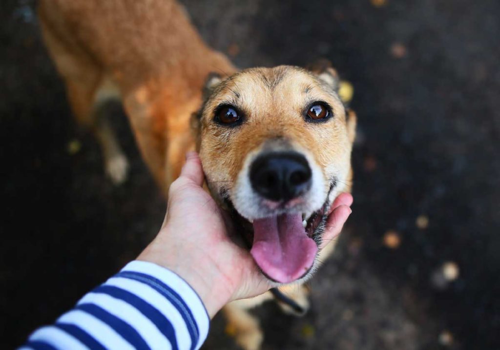 rescue dog looking happy