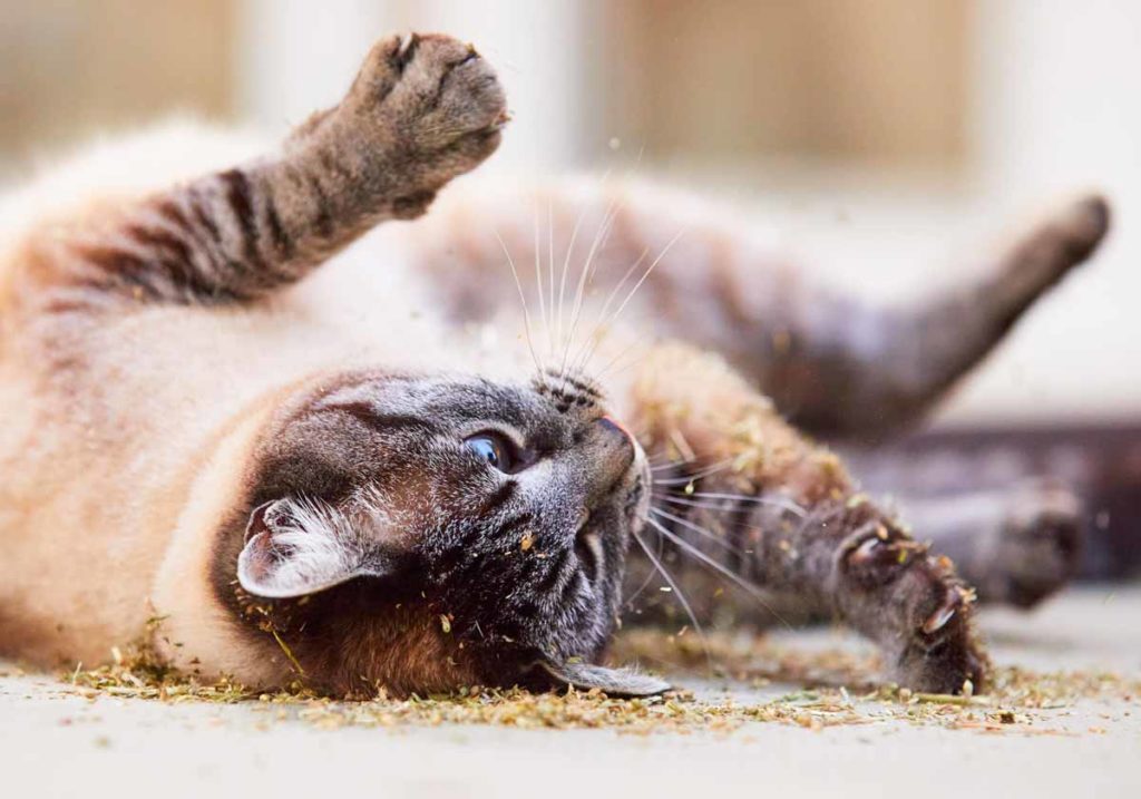 Cat Nip II