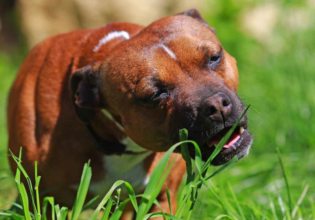 Grass-Eating