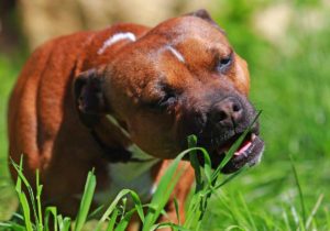 Grass Eating: Why Your Dog Does It – What to Look Out For