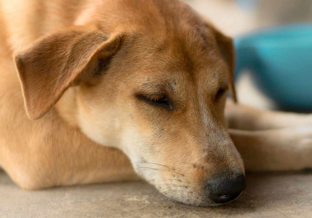 Sick dog with cushing's disease