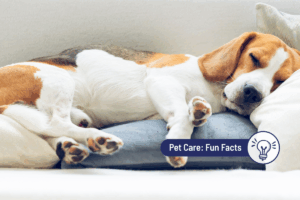 Exploring Dog Dreams: What Does My Dog Dream About?
