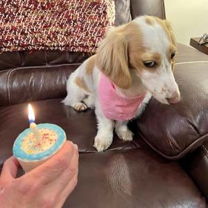 Birthday Dog