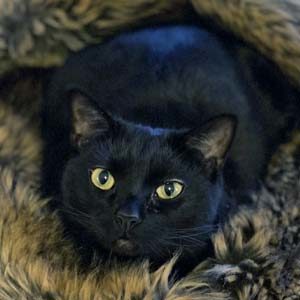 Black Cat named Bianca