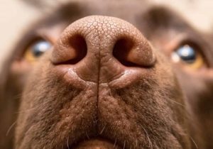 Superpowered Snouts: All About Dogs’ Sense of Smell