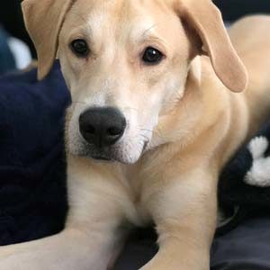 Lab, Diego