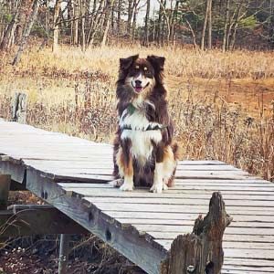 Dixie Carter Brown, Australian Shepherd