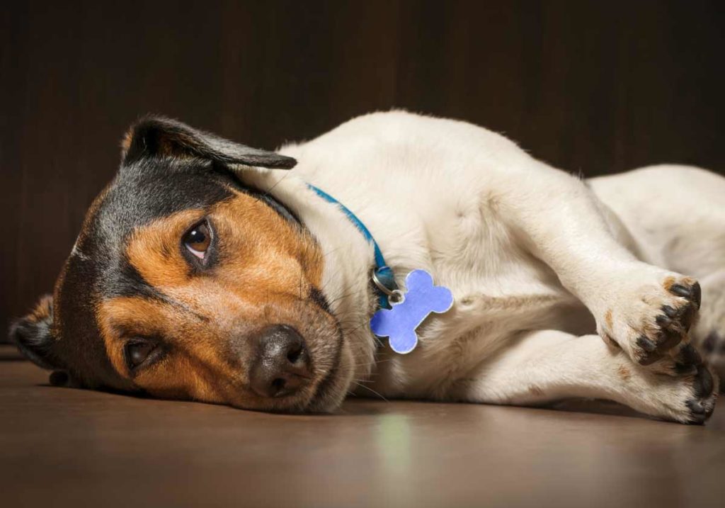Dog hunched back sales lethargic
