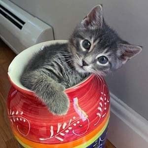 Kitten in a jar