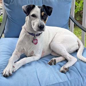 Black and White Dog