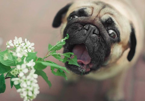 Pug with Plant